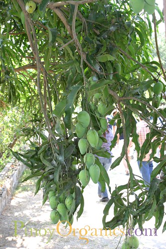 Prado Farm-mangoes