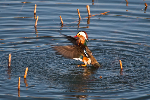 Mandarin Duck (by niklausberger)