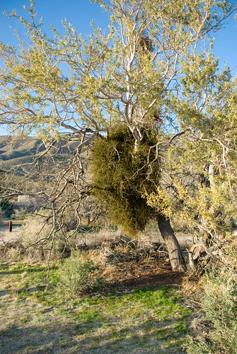 Yaqui Well Mistletoe