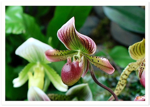 NYBG : Lady's Slipper Orchid