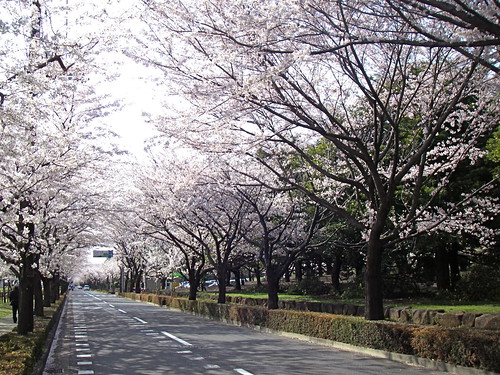 Sakura lined street