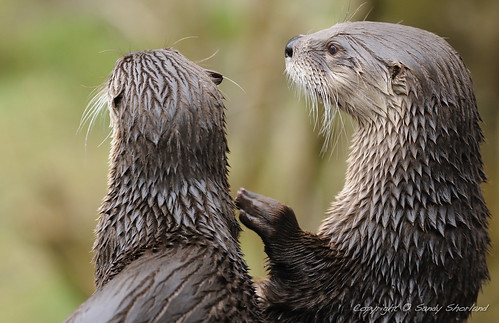 Otters Waving