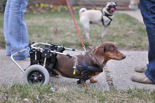 dog wheelchair - DSC_9601dxo1