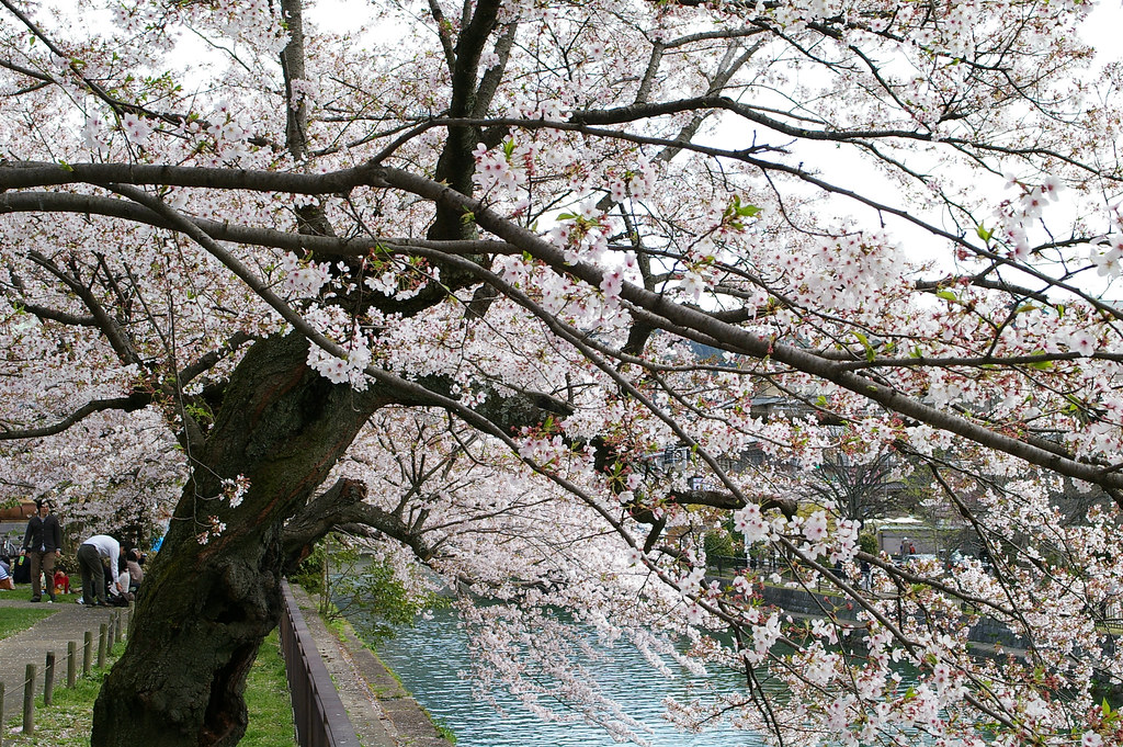 sakura@kyoto spring, 2010