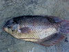 Ikan Gurame (Gurame fish ) Indonesia