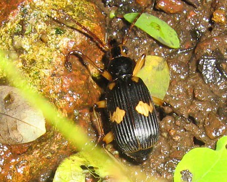 Bombardier Beetle{Pheropsophus