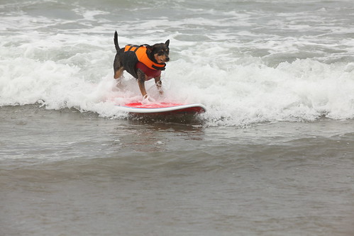 5th Annual Surf Dog Competition in Imperial Beach