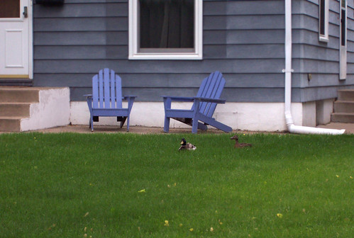 ducks in our yard