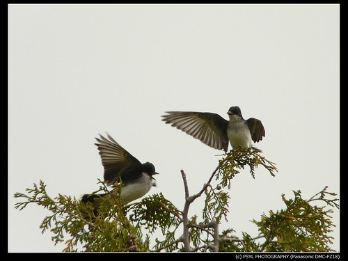Eastern Kingbirds having a disagreement