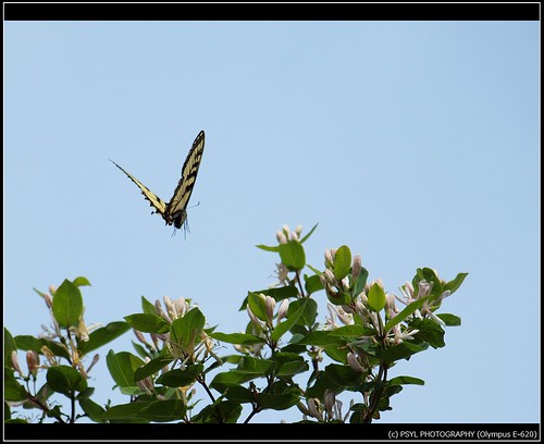 Eastern Tiger Swallowtail (Papilio glaucus) 3
