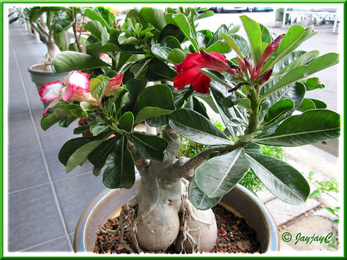 A gorgeous bonsai Desert Rose,