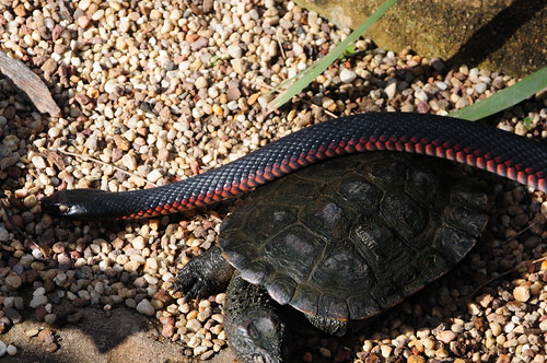 Pseudechis porphyriacus - Red Bellied Black Snake