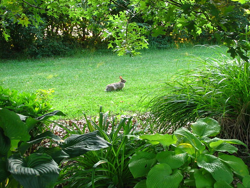 bunny in the front yard