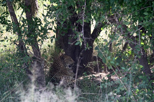 Leopard ©  Jean & Nathalie