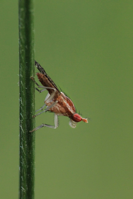 Marsh Fly (Trypetoptera canadensis)