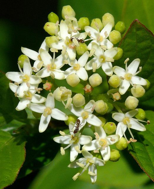 Cornus sericea ssp. sericea #2