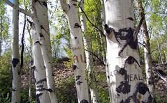 Carved Birch Trees on the Top of the Rockies Scenic Byway