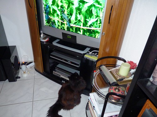 Nera watching her favourite tv programme