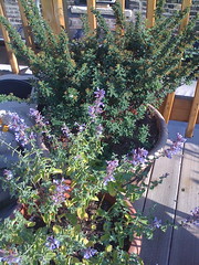 Rooftop garden, mid June