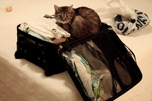 Cat In A Suitcase. Cat in a Suitcase