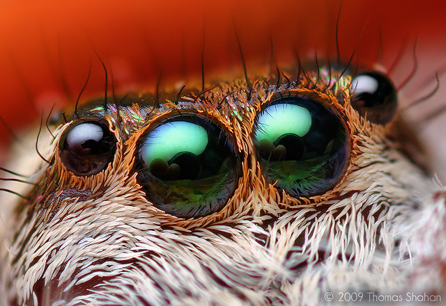Anterior Median Eyes of an Adult Female Paraphidippus aurantius