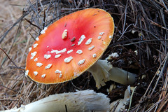 20100107 Mushroom