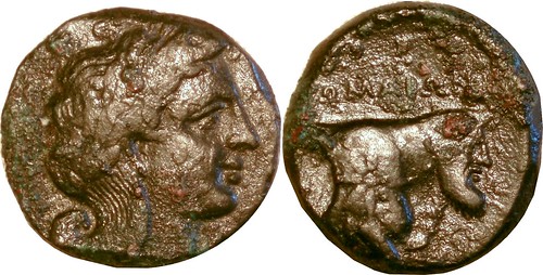 001-01 Apollo Forepart man-headed bull POMAION Litra. The FIRST Roman Coin minted in Naples, 326BC