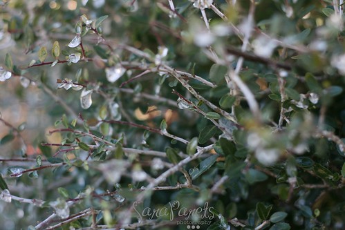 Icy droplets