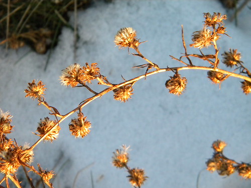 winter flowers in the snow