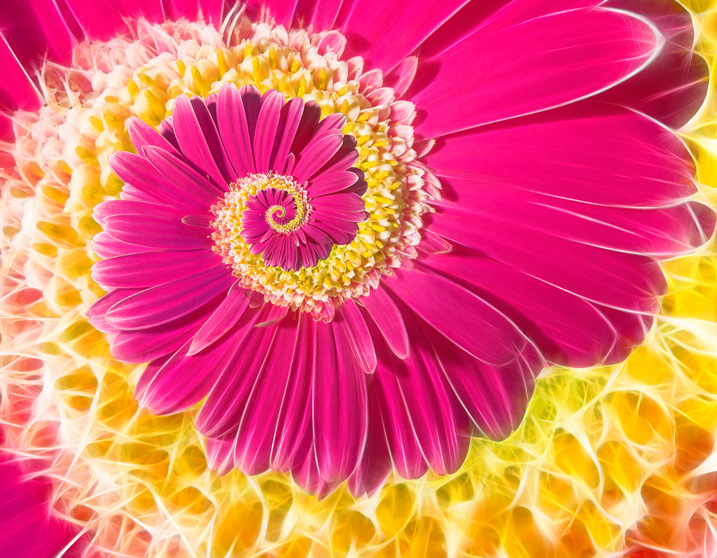 pink-orange-daisy-fractal