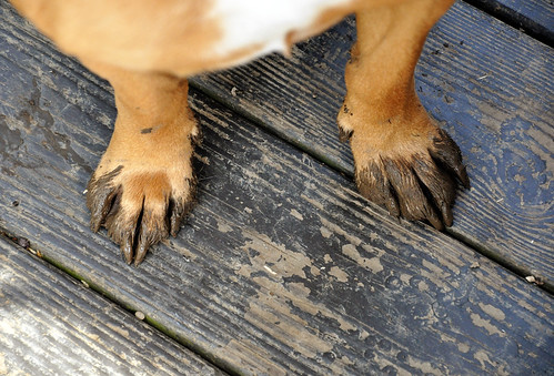 mud paws.