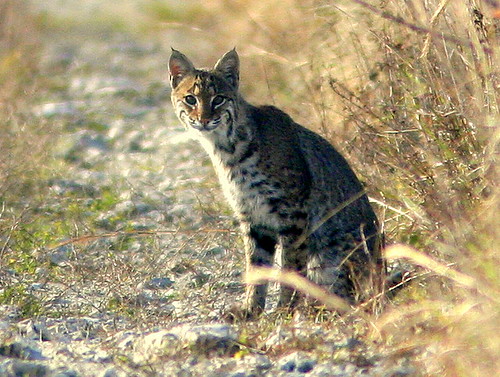 Bobcat (Lynx rufus)