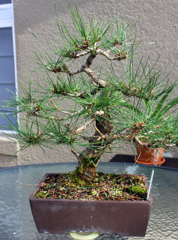 Black Pine after needles are thinned out