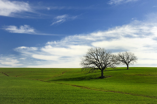  フリー画像| 自然風景| 丘の風景| 樹木の風景| 草原の風景|       フリー素材| 