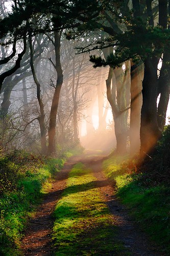 Godolphin Woods, Cornwall by midlander1231.