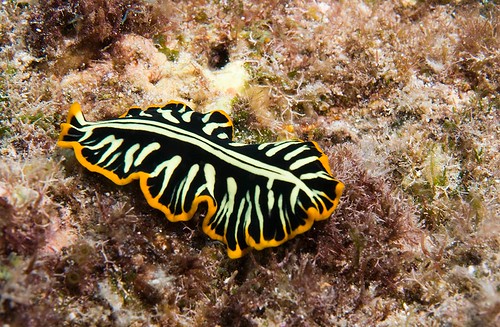 Divided or Tiger Flatworm