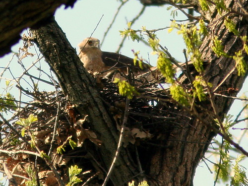 Coopers Hawk on nest 20100415