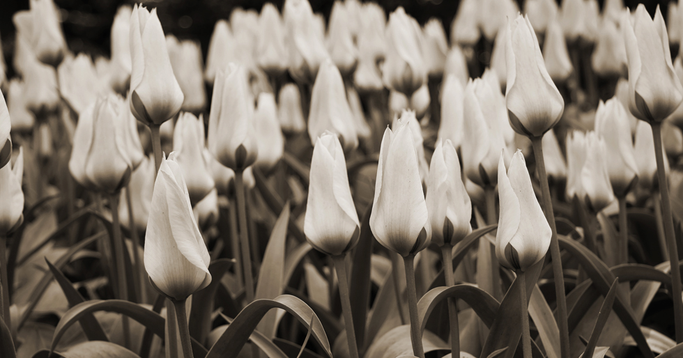 tulip_1blog