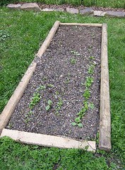 Spinach Bed