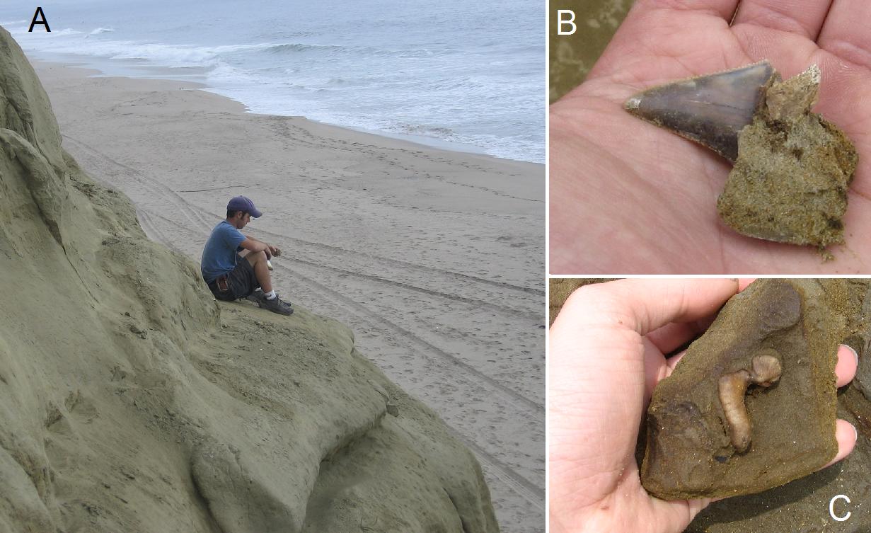 Paleontology along California's coastline