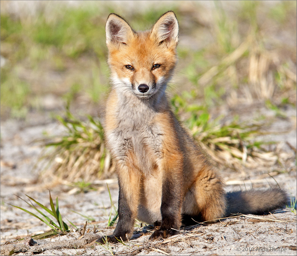 fox kit 