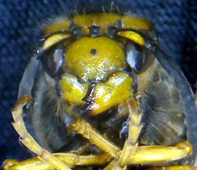wasp face 3