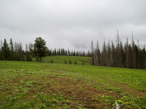 Meadow on a Cloudy Day