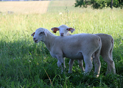 Nice pasture lambs