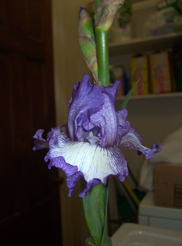 November Iris Bloom
