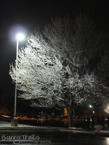 313-frozen tree