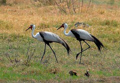 Wattled Cranes, Moremi, Botswana