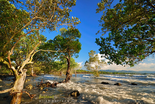 Late Afternoon at the Mangroves