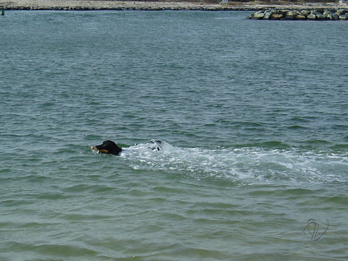 Hogan swimming at Bailies Beach