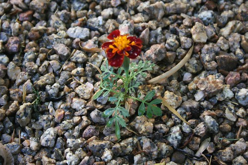 The little marigold that could